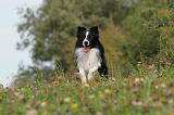 BORDER COLLIE 754